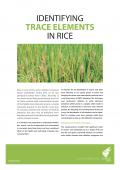 Identifying Trace Elements in Rice